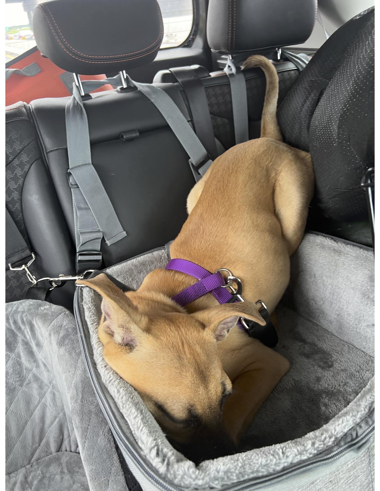 Mabel, a Adopted Siberian Husky in Mount Holly, NC image 3/6