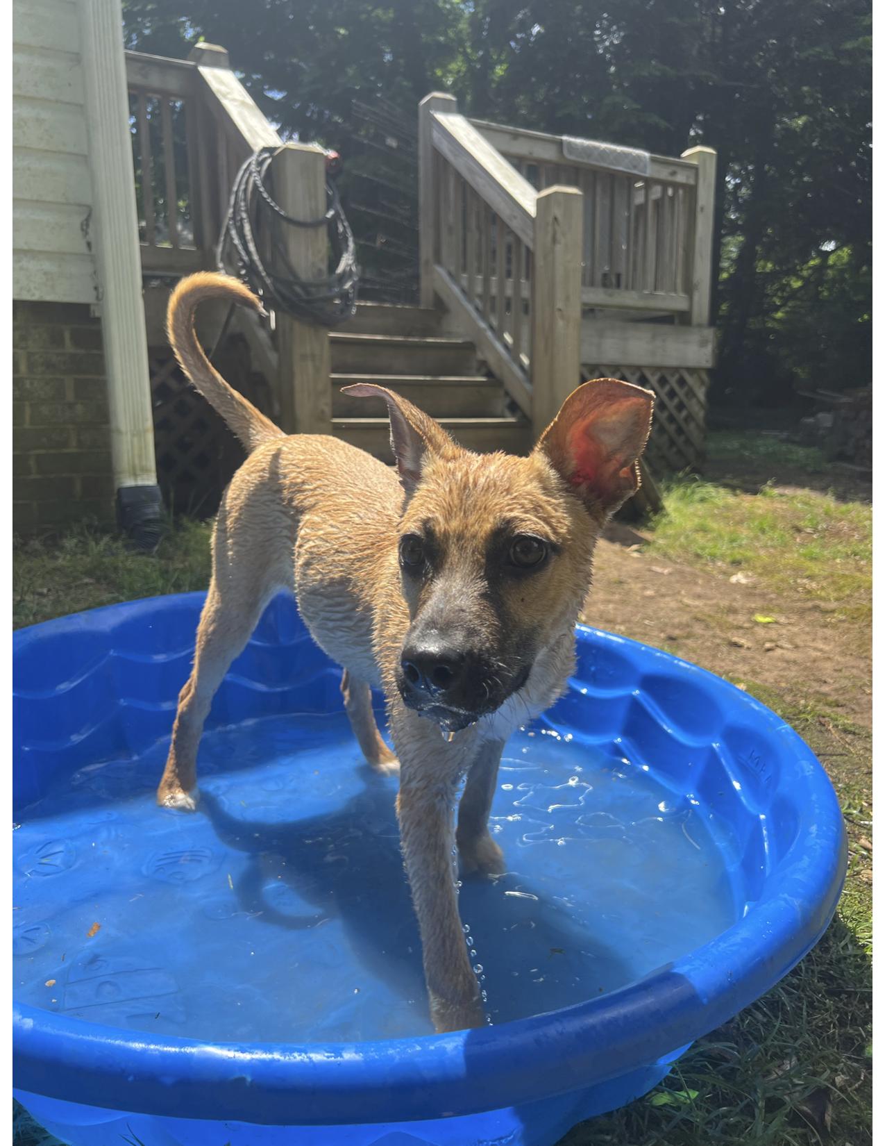 Mabel, a Adopted Siberian Husky in Mount Holly, NC image 4/6