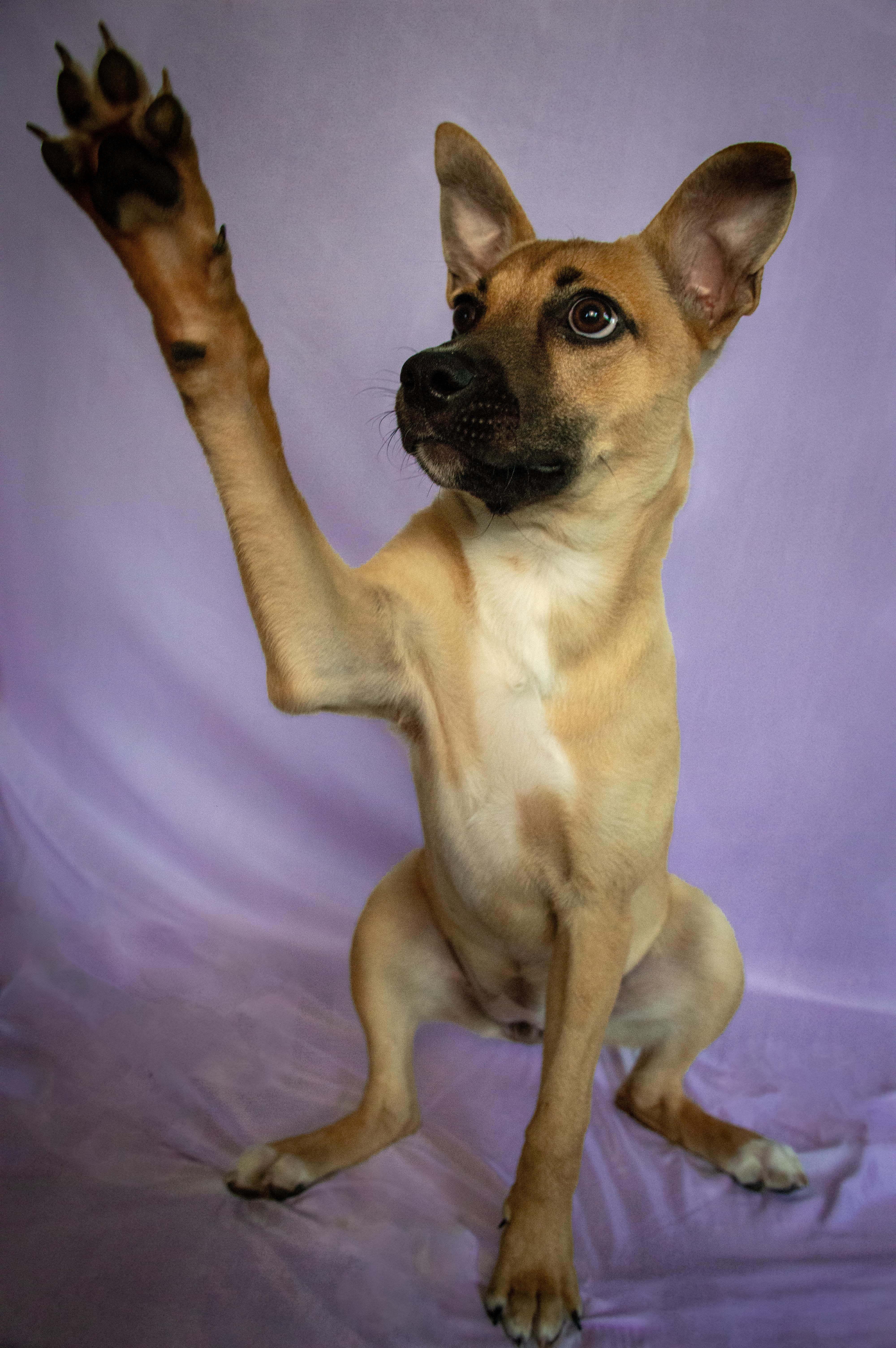 Mabel, Adopted, Young Female Siberian Husky.
