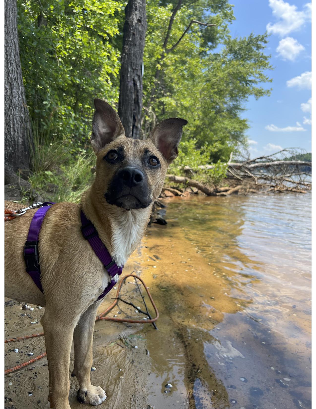 Mabel, a Adopted Siberian Husky in Mount Holly, NC image 6/6