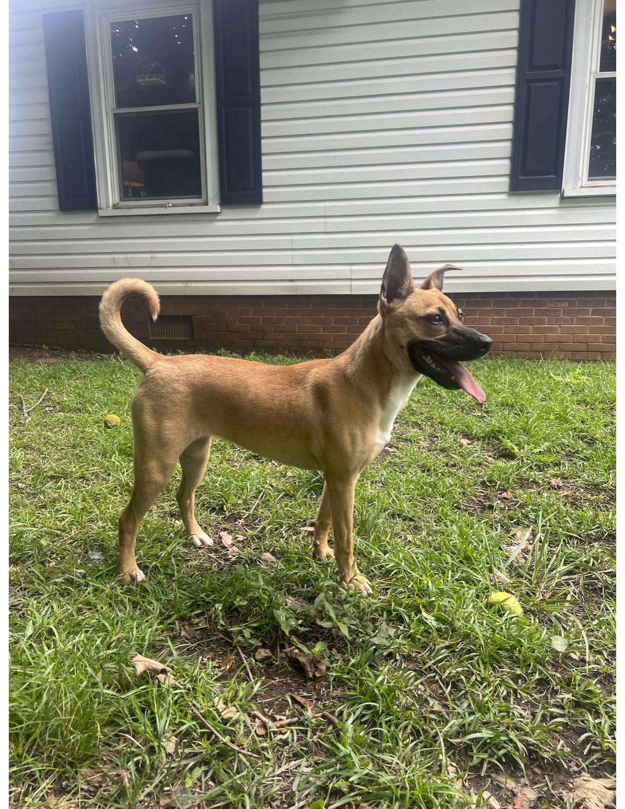 Mabel, a Adopted Siberian Husky in Mount Holly, NC image 5/6