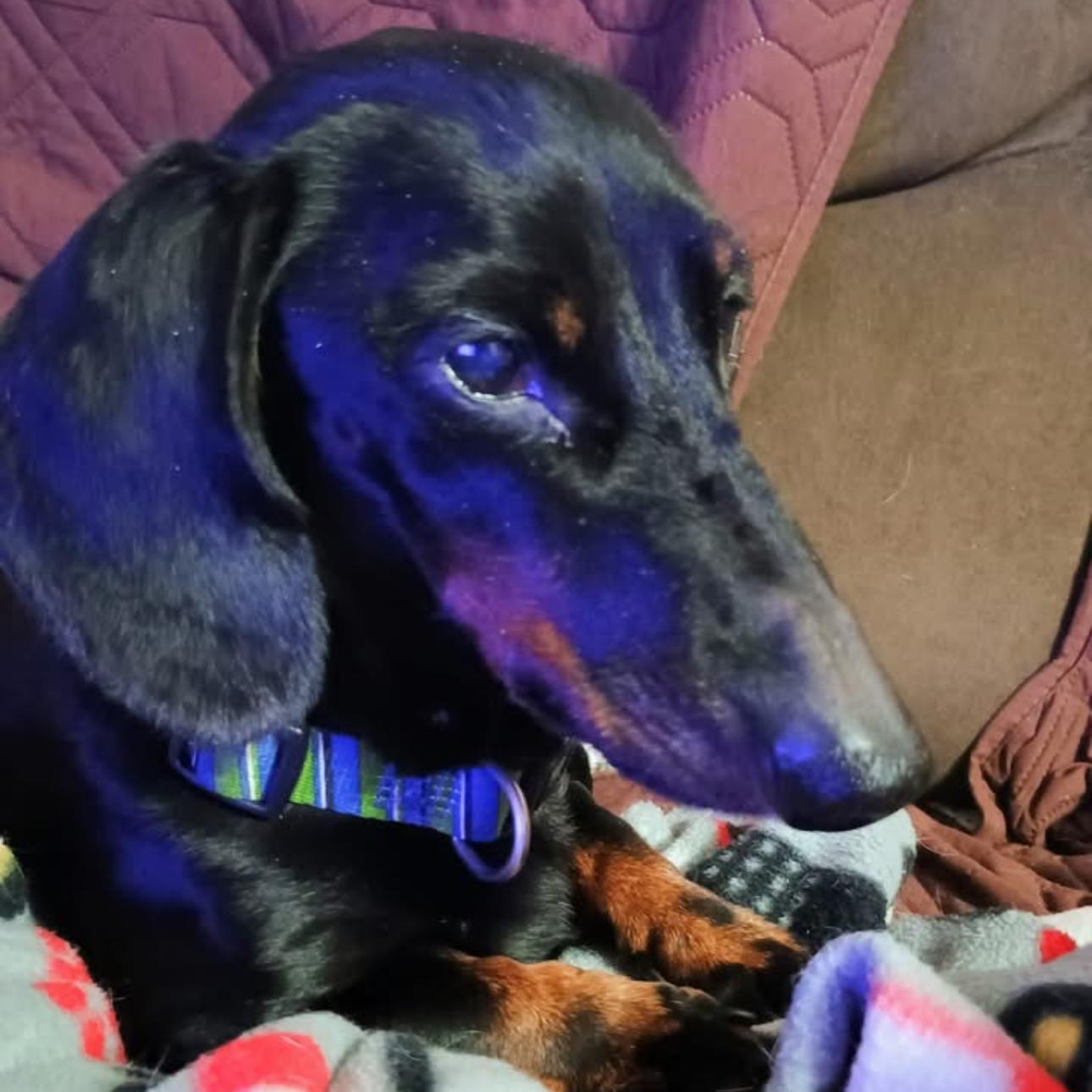 Enlarge 1701 Oscar, a Adoptable Dachshund in Springfield, MO image 1/2