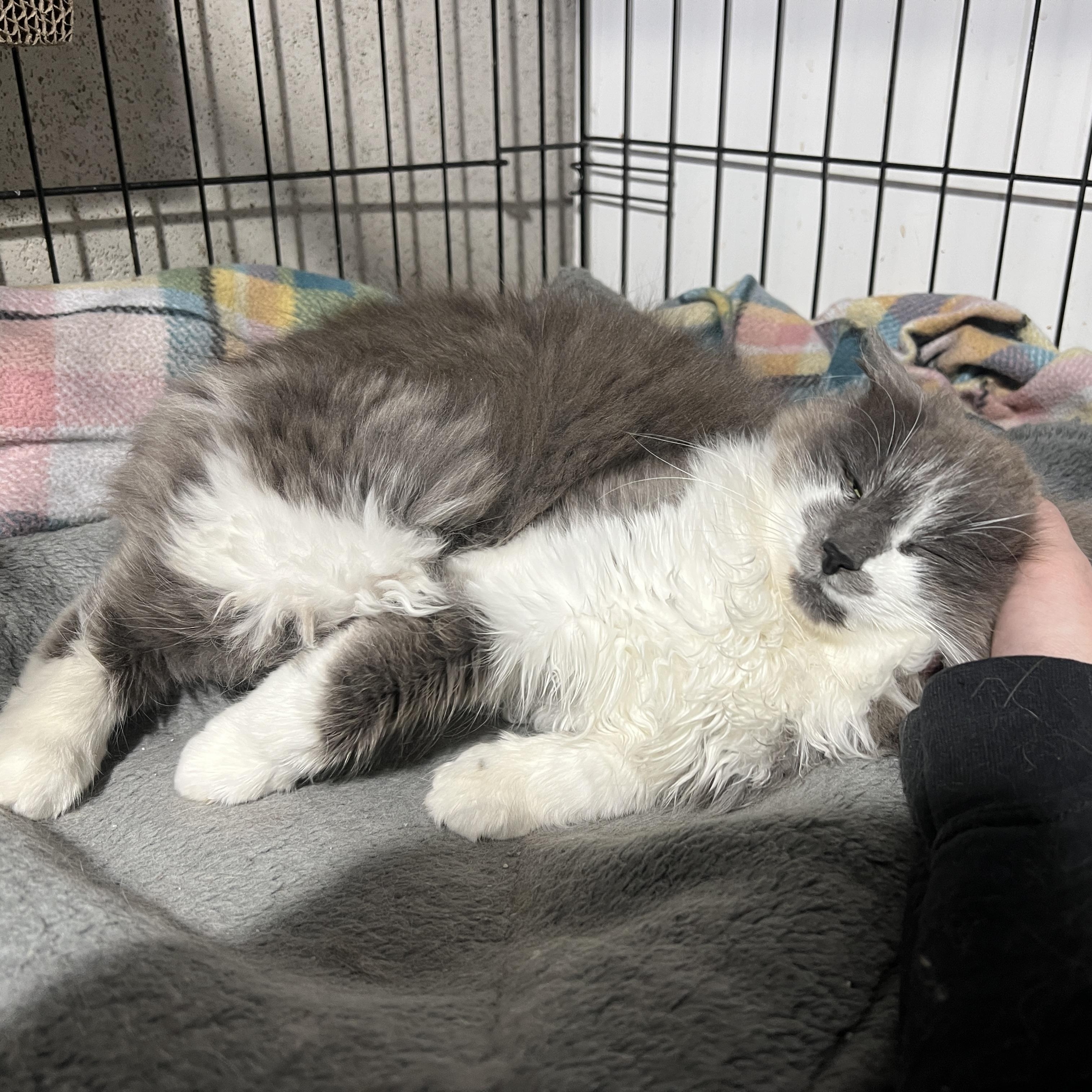 Enlarge Giada, a Adoptable Domestic Medium Hair in Brentwood, NH image 2/2