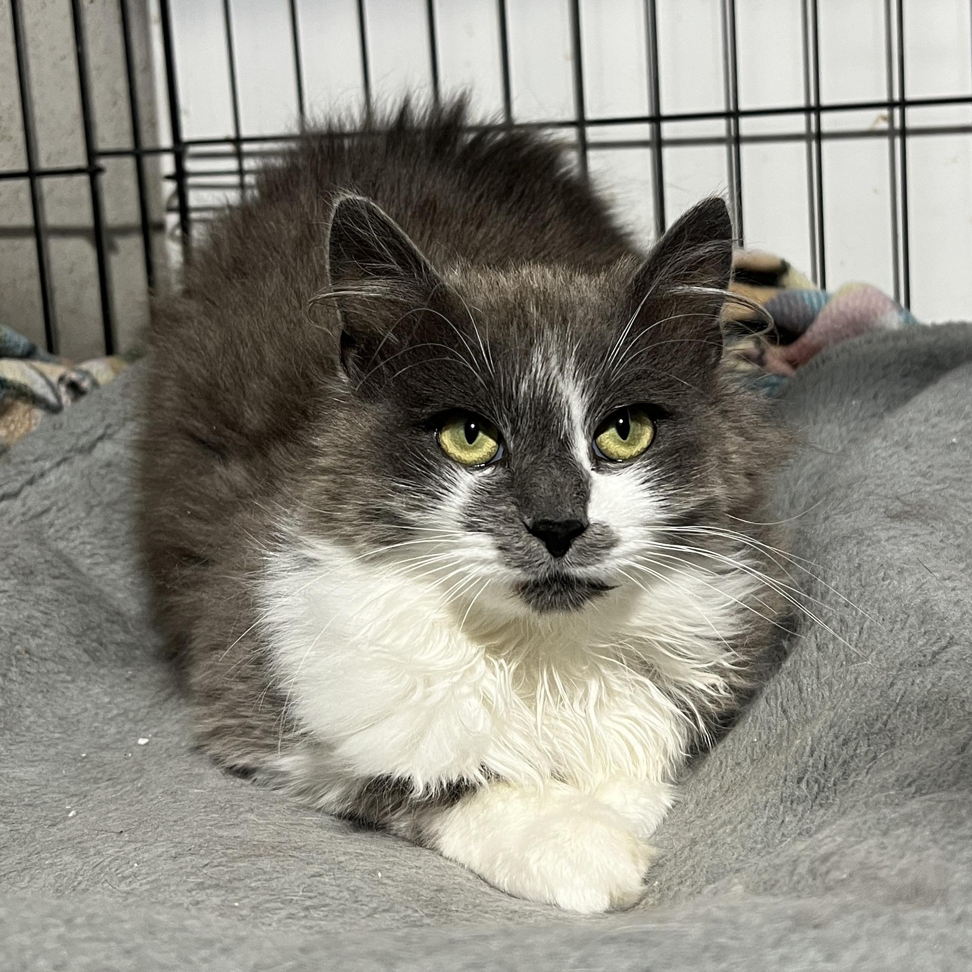 Giada, Adoptable, Kitten Female Domestic Medium Hair.
