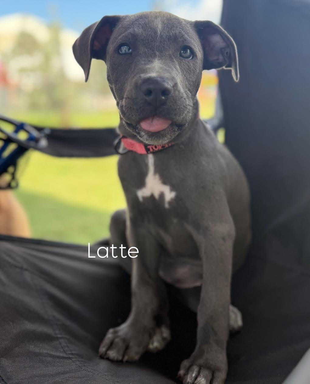 Latte