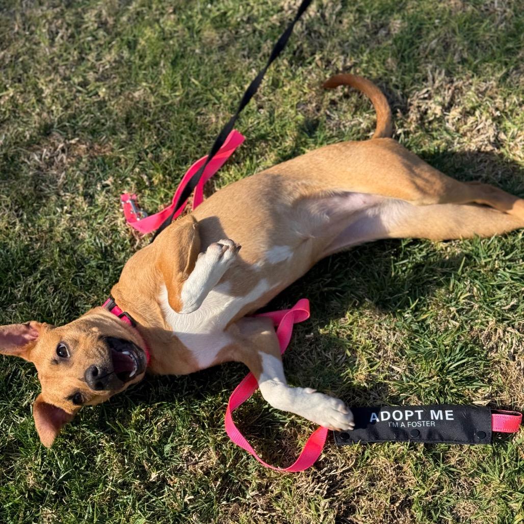 Lily, Adoptable, Young Female Black Mouth Cur & Mixed Breed.