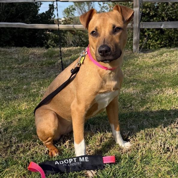 Enlarge Lily, a Adoptable mixed breed in San Diego, CA image 2/6