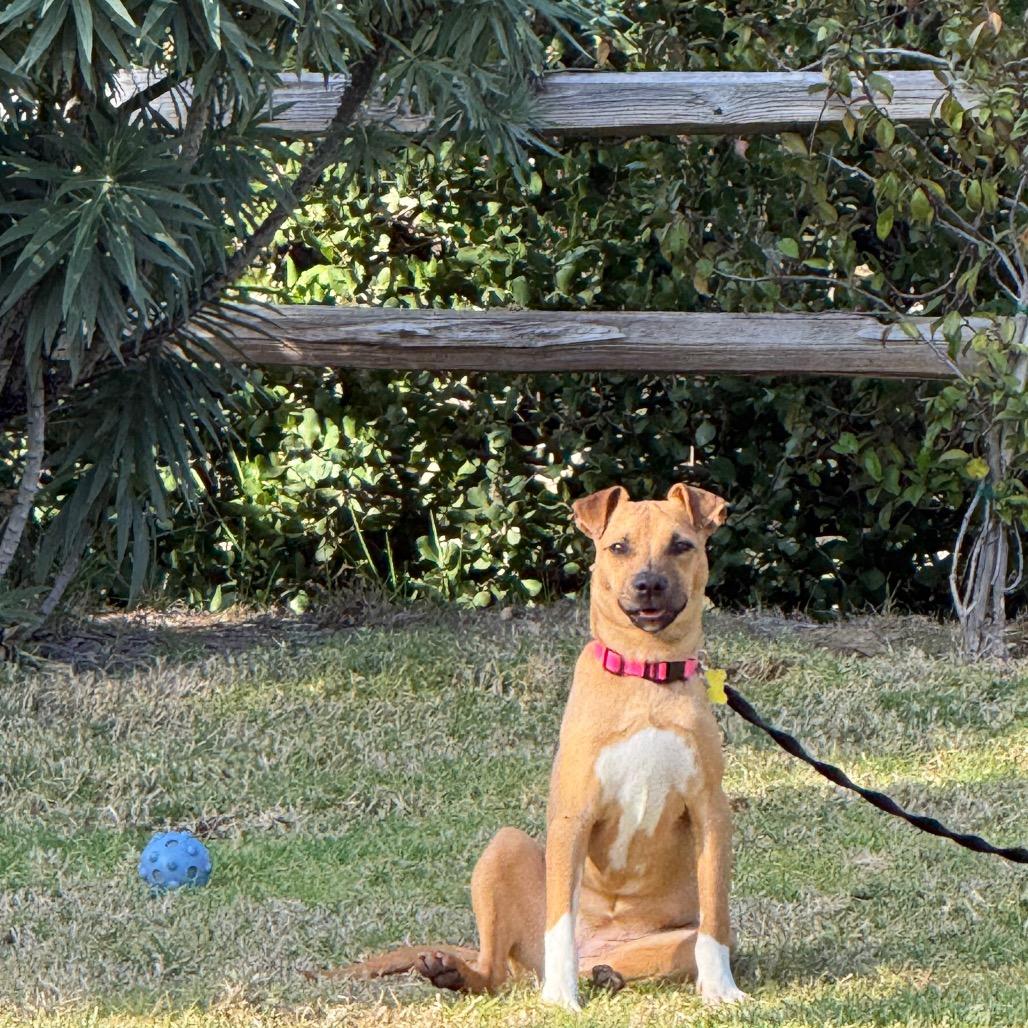 Enlarge Lily, a Adoptable mixed breed in San Diego, CA image 3/6