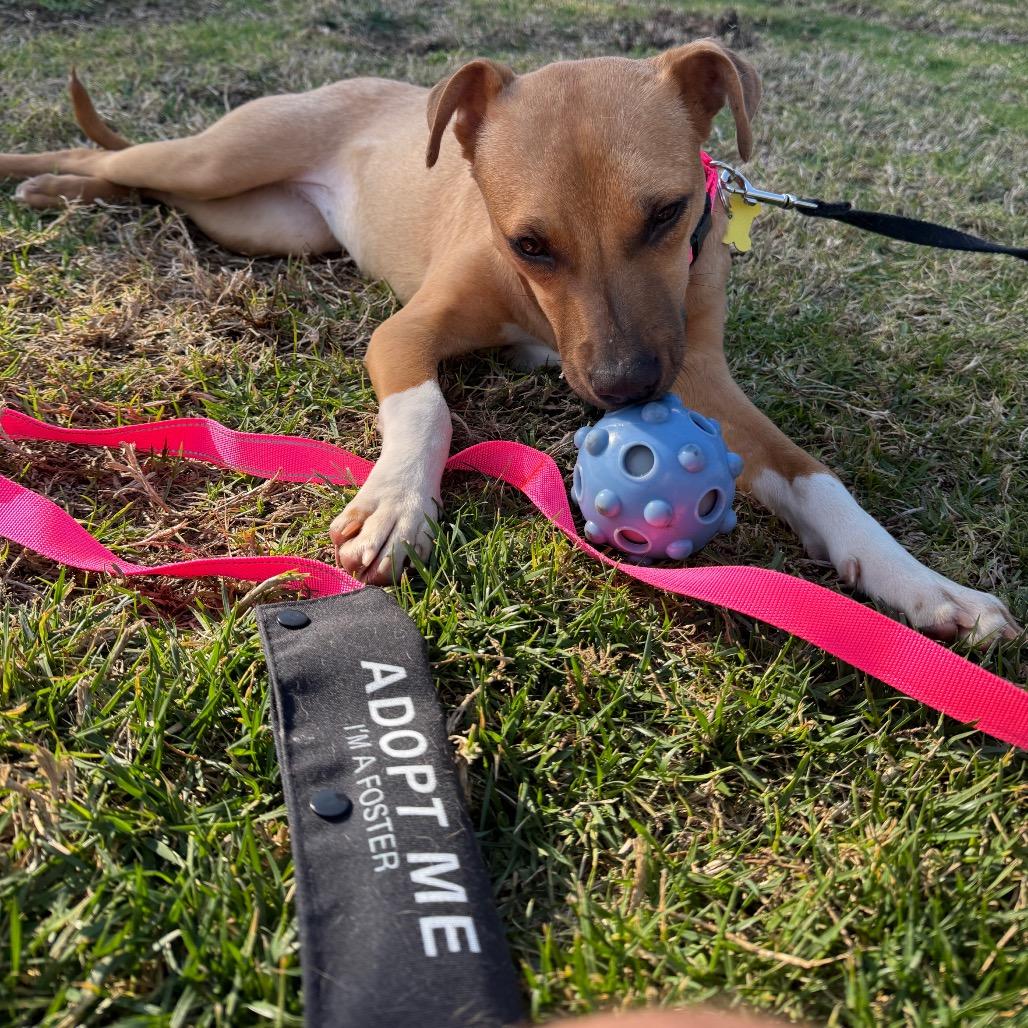 Enlarge Lily, a Adoptable mixed breed in San Diego, CA image 4/6