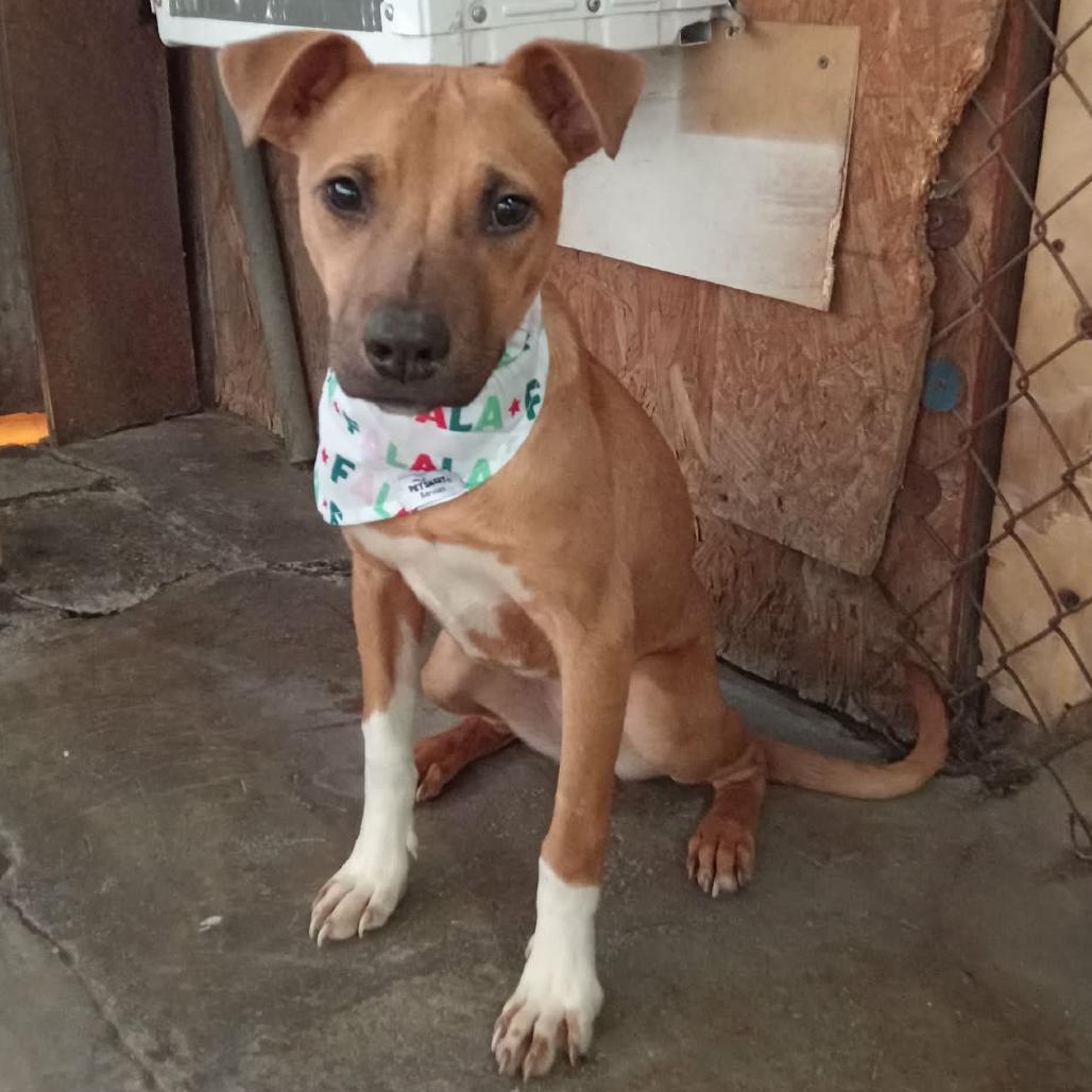 Enlarge Lily, a Adoptable mixed breed in San Diego, CA image 5/6