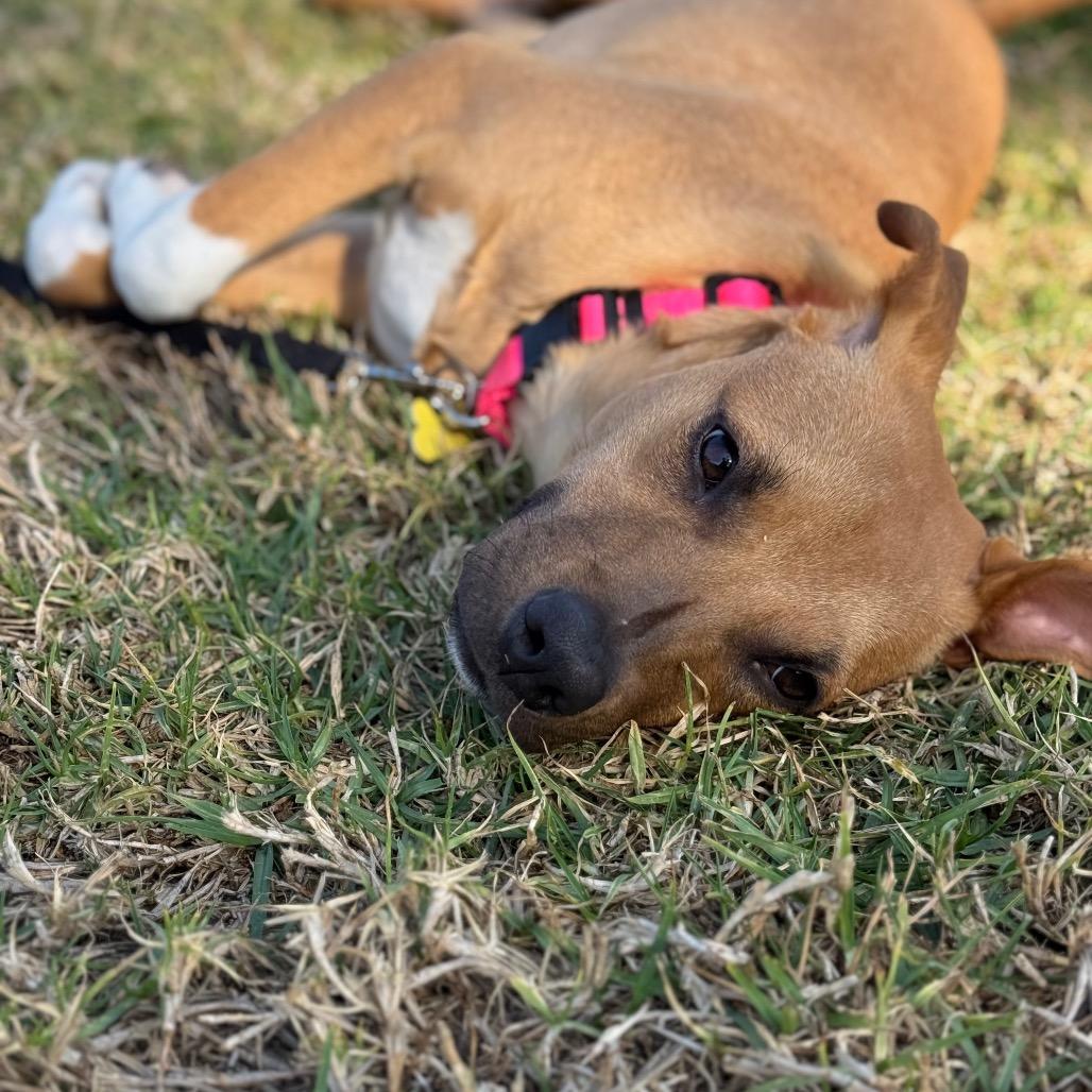 Enlarge Lily, a Adoptable mixed breed in San Diego, CA image 6/6