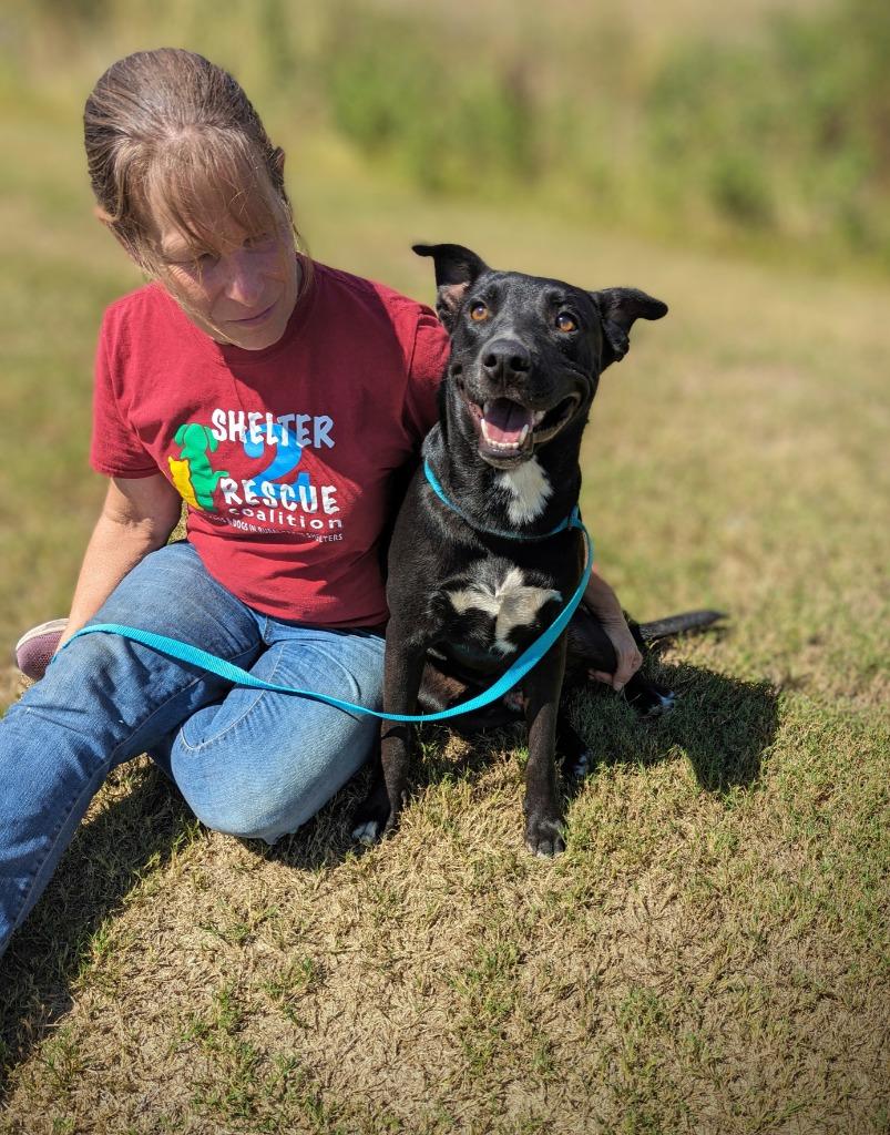 Enlarge Tripp, a Adoptable mixed breed in Arlington, TX image 1/3