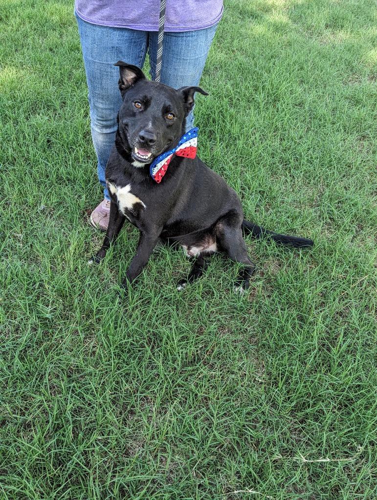 Enlarge Tripp, a Adoptable mixed breed in Arlington, TX image 2/3