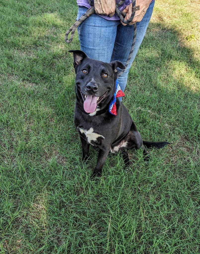 Enlarge Tripp, a Adoptable mixed breed in Arlington, TX image 3/3