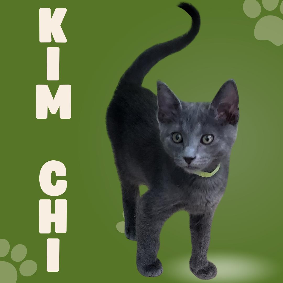Enlarge Kim Chi, an adopted Domestic Short Hair in Tucson, AZ image 1/1