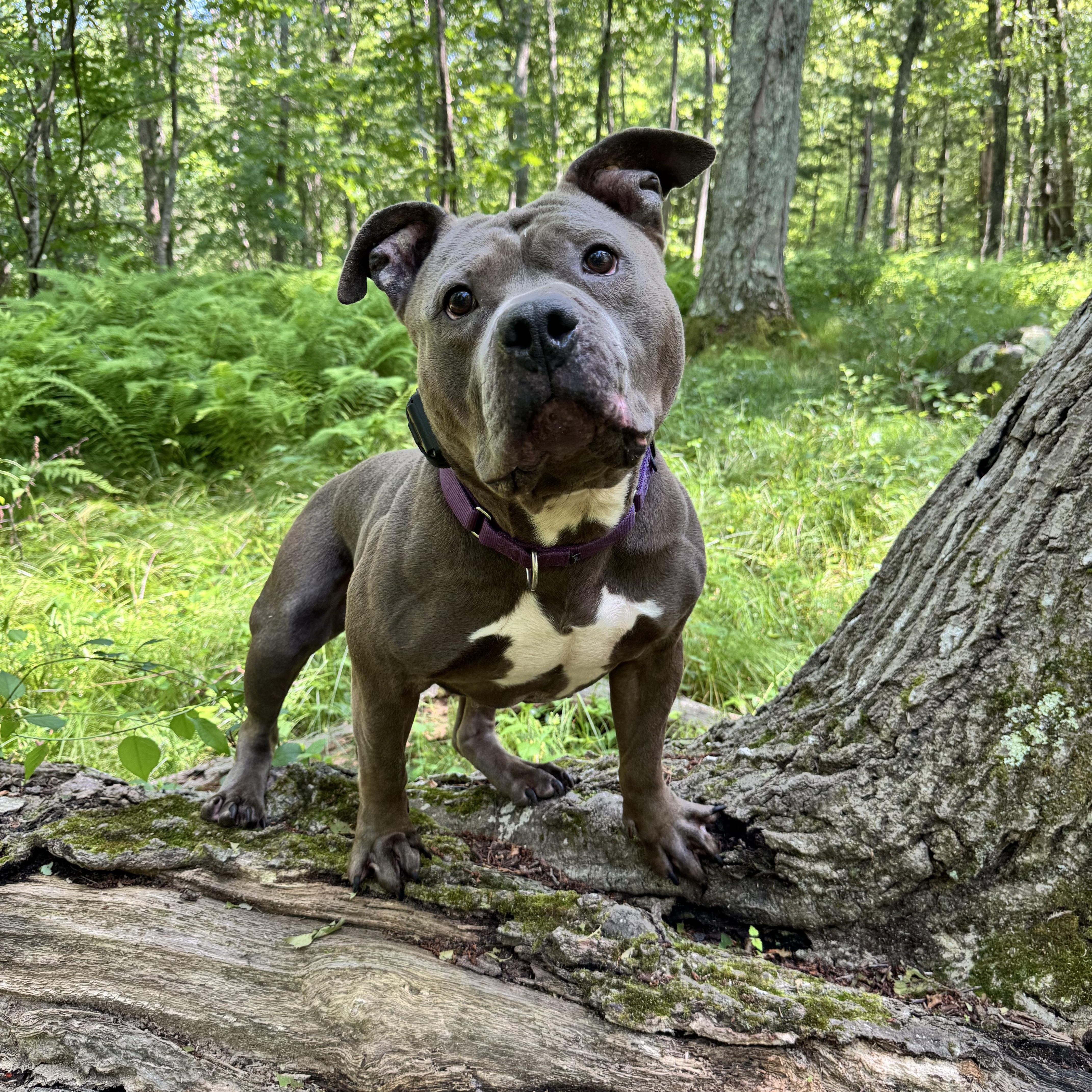 Baxter