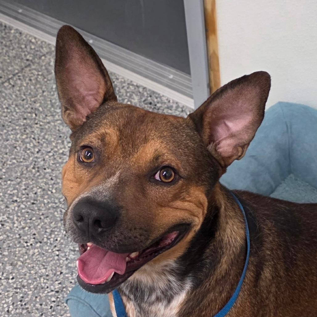 Enlarge Deacon, a Adoptable mixed breed in Bronson, FL image 1/2