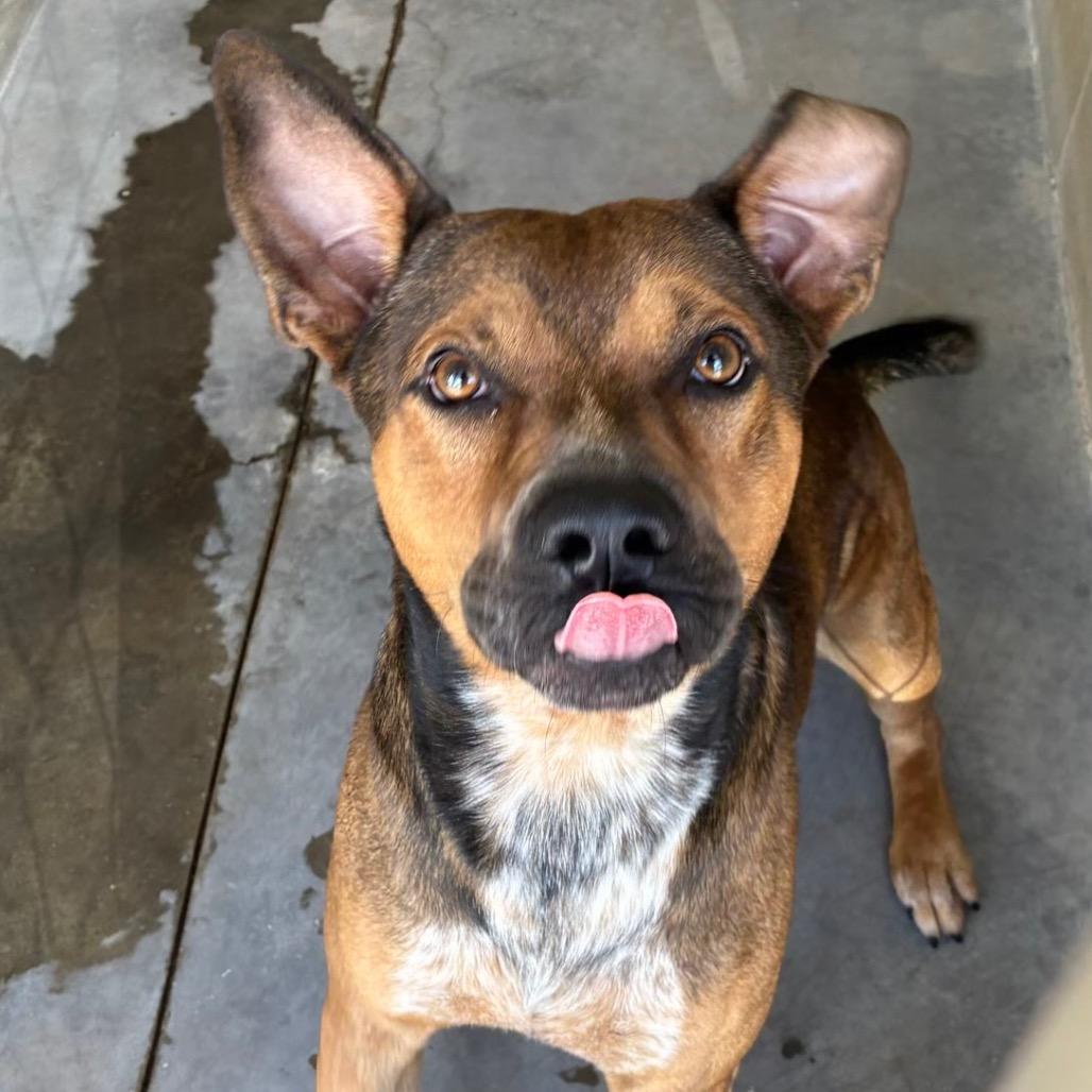 Enlarge Deacon, a Adoptable mixed breed in Bronson, FL image 2/2