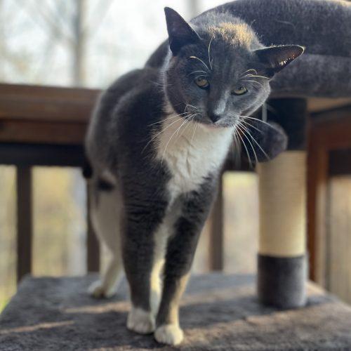 Enlarge Rumor, a Adoptable Domestic Short Hair in Knoxville, TN image 1/5
