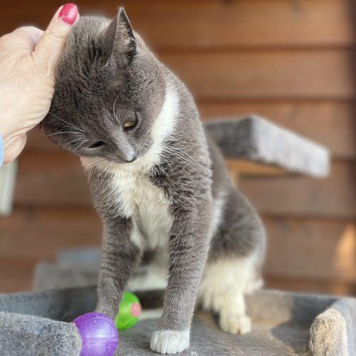 Enlarge Rumor, a Adoptable Domestic Short Hair in Knoxville, TN image 2/5