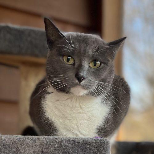 Enlarge Rumor, a Adoptable Domestic Short Hair in Knoxville, TN image 3/5