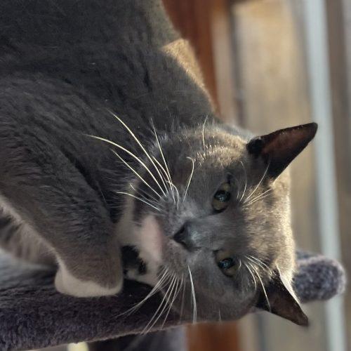 Enlarge Rumor, a Adoptable Domestic Short Hair in Knoxville, TN image 4/5