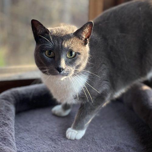 Rumor, a Adoptable Domestic Short Hair in Knoxville, TN image 5/6