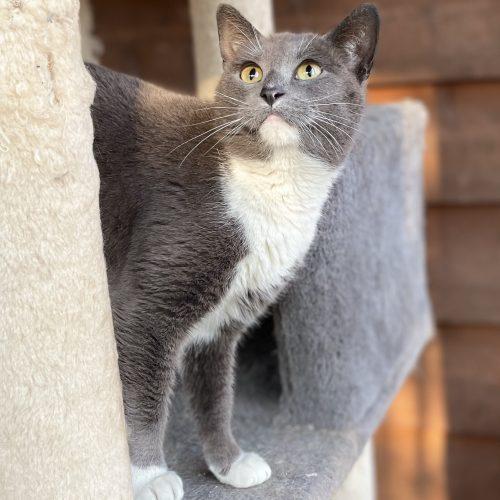 Enlarge Rumor, a Adoptable Domestic Short Hair in Knoxville, TN image 5/5