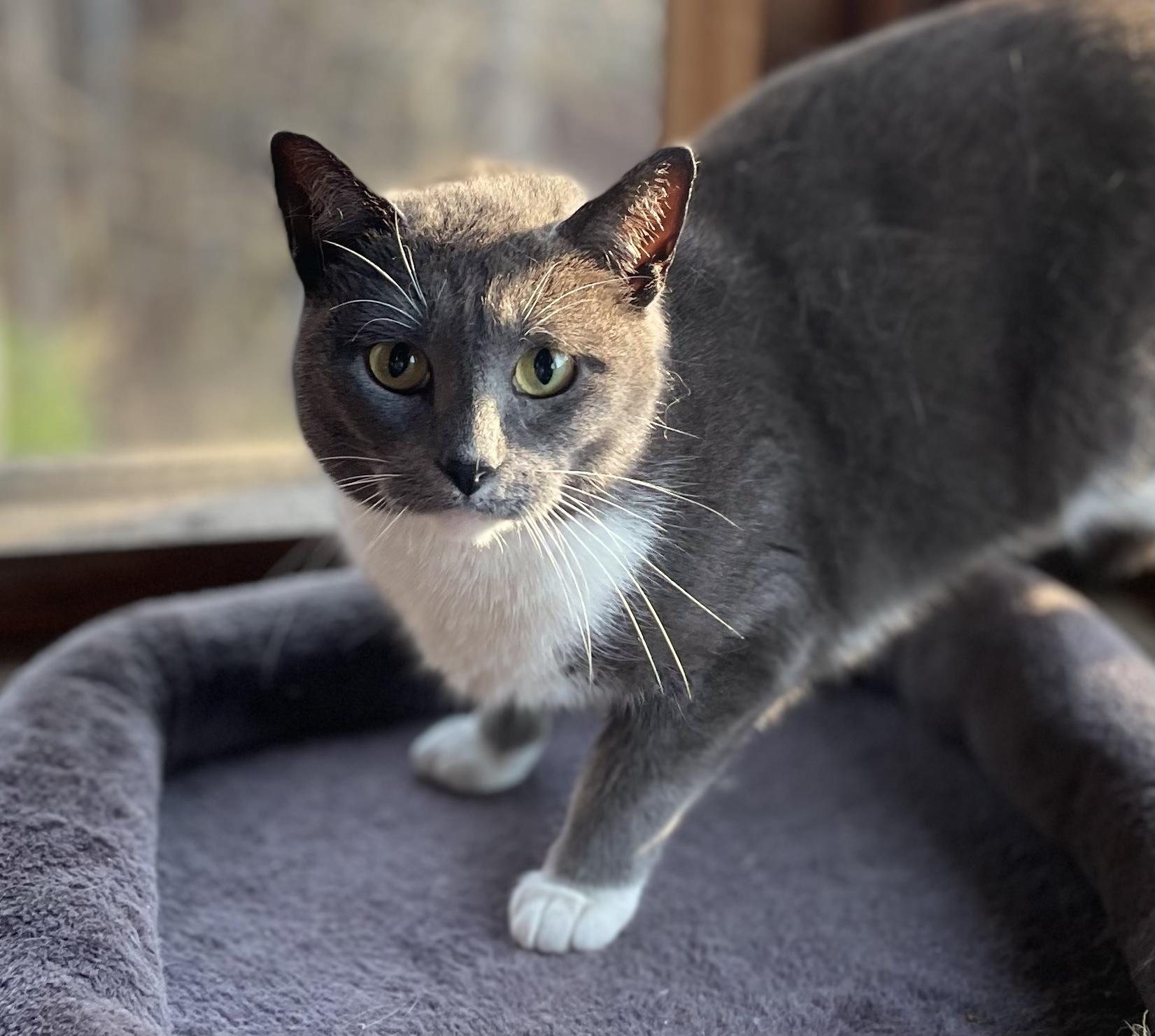 Rumor, a Adoptable Domestic Short Hair in Knoxville, TN image 6/6