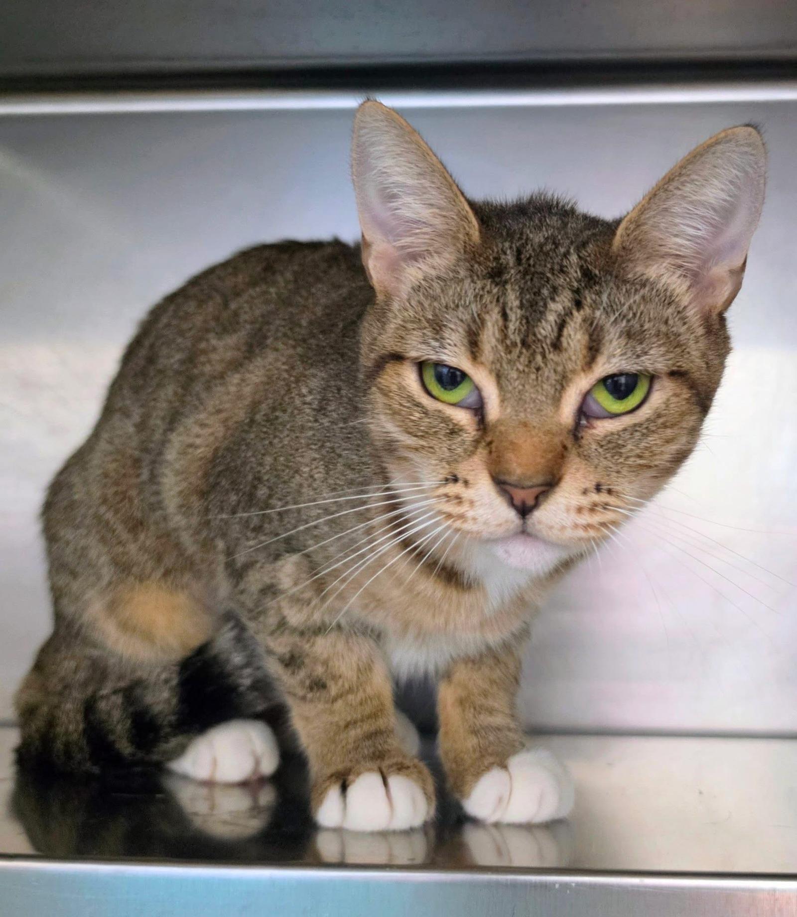Mrs Karen Patricia Green, Adoptable, Adult Female Domestic Short Hair & Tabby.