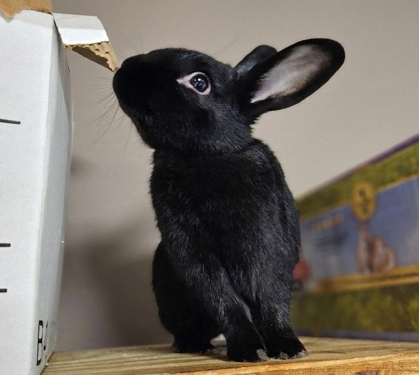 Enlarge Tedi, a Adoptable mixed breed in Lakeville, MN image 2/3