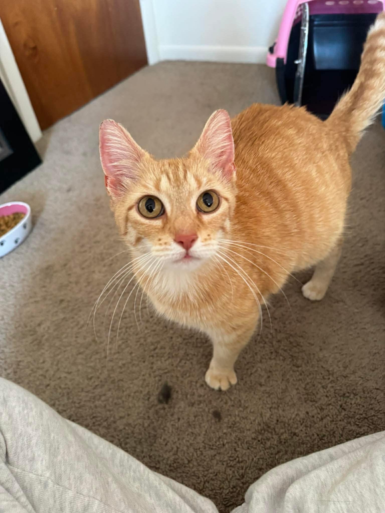 Enlarge Novy, a ADOPTABLE Domestic Short Hair in Rochester , NY image 4/6
