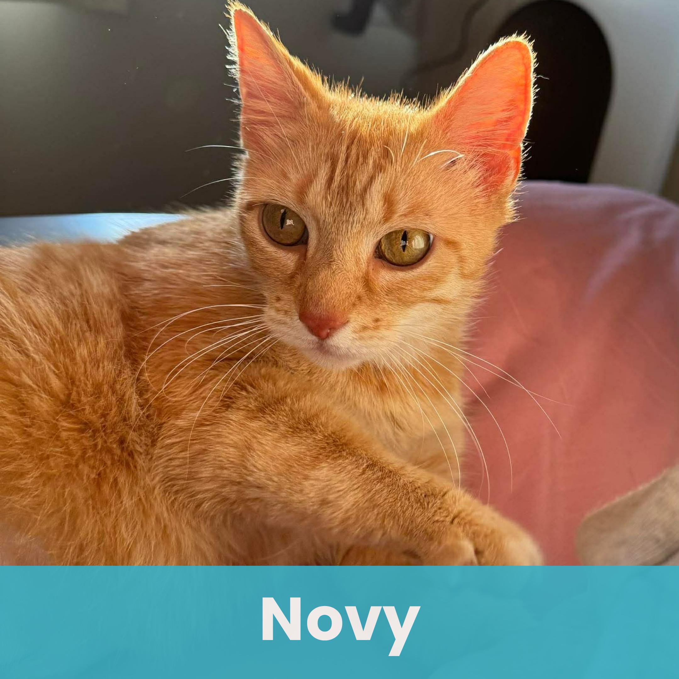 Novy, ADOPTABLE, Young Female Domestic Short Hair.