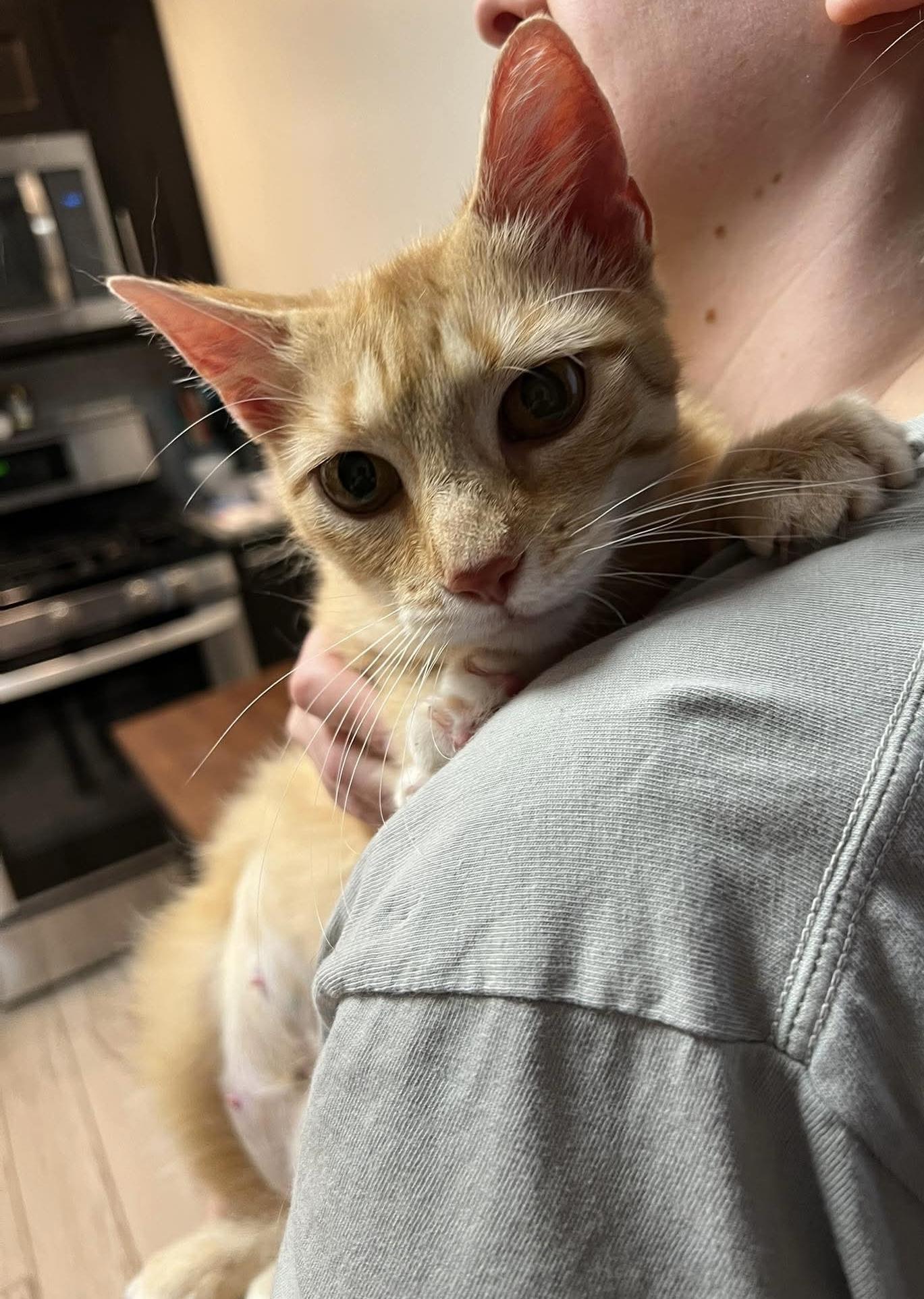 Enlarge Novy, a ADOPTABLE Domestic Short Hair in Rochester , NY image 3/6
