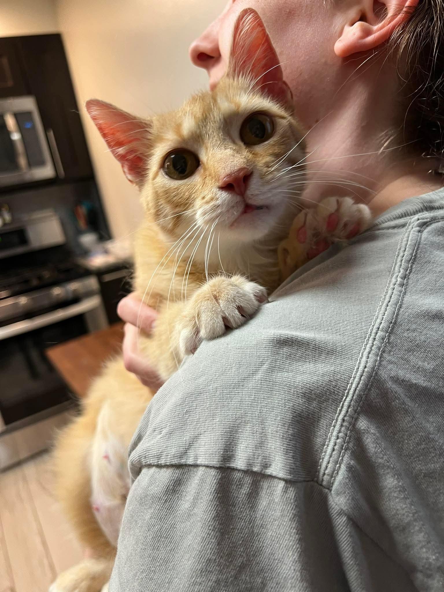 Enlarge Novy, a ADOPTABLE Domestic Short Hair in Rochester , NY image 6/6