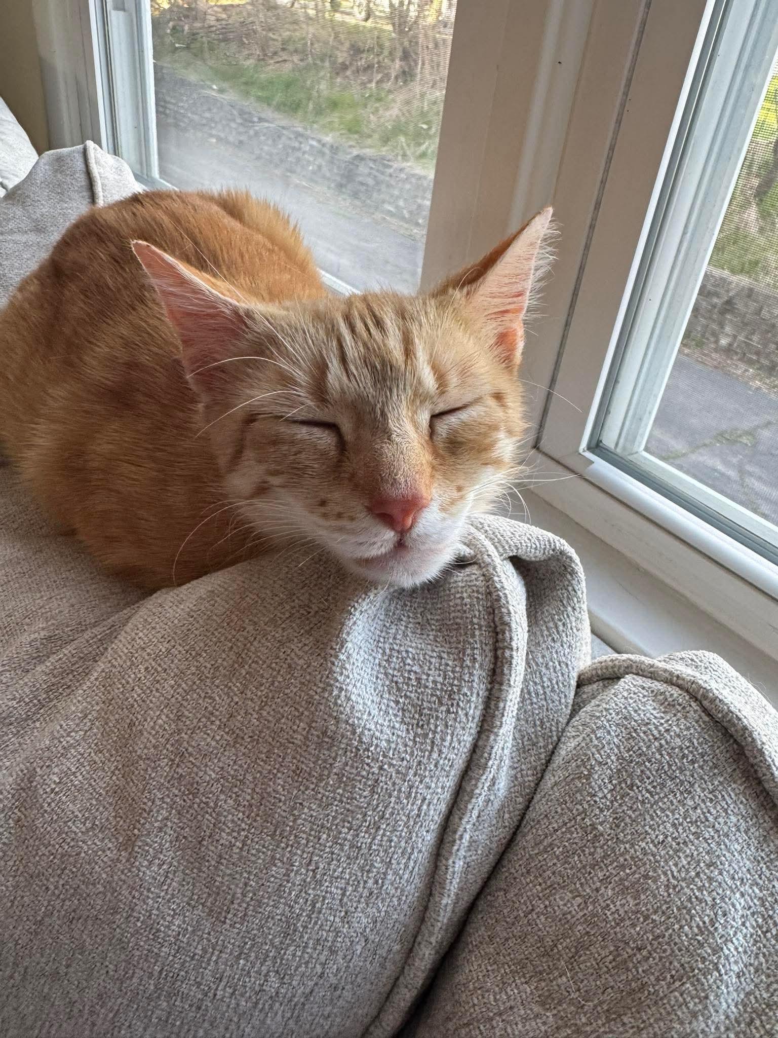 Enlarge Novy, a ADOPTABLE Domestic Short Hair in Rochester , NY image 2/6