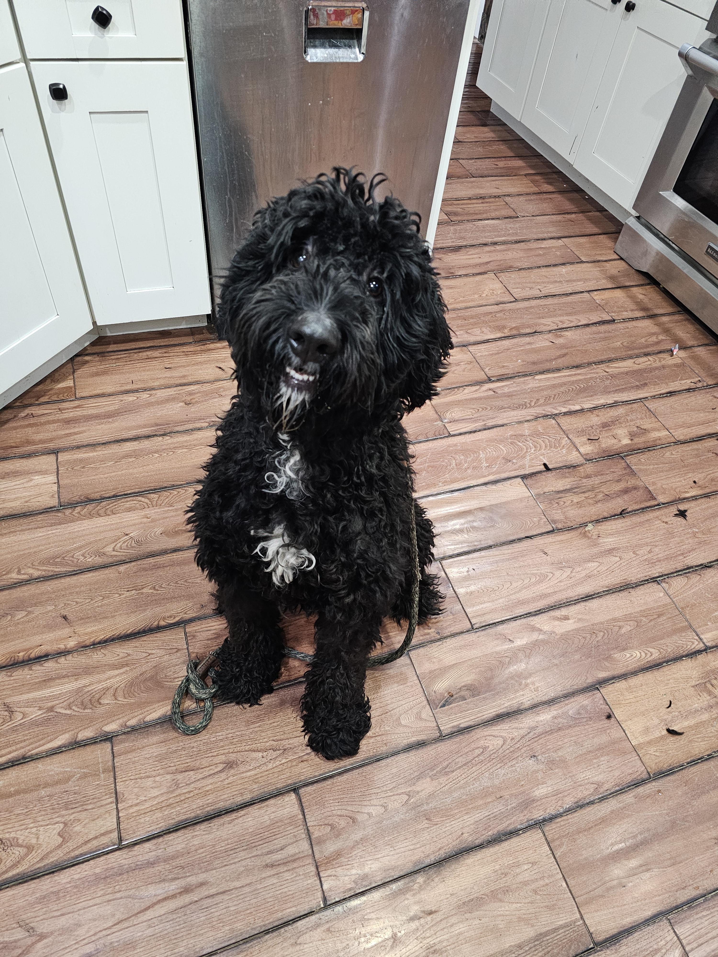 Elvis, adopted, Adult Male Bernadoodle.