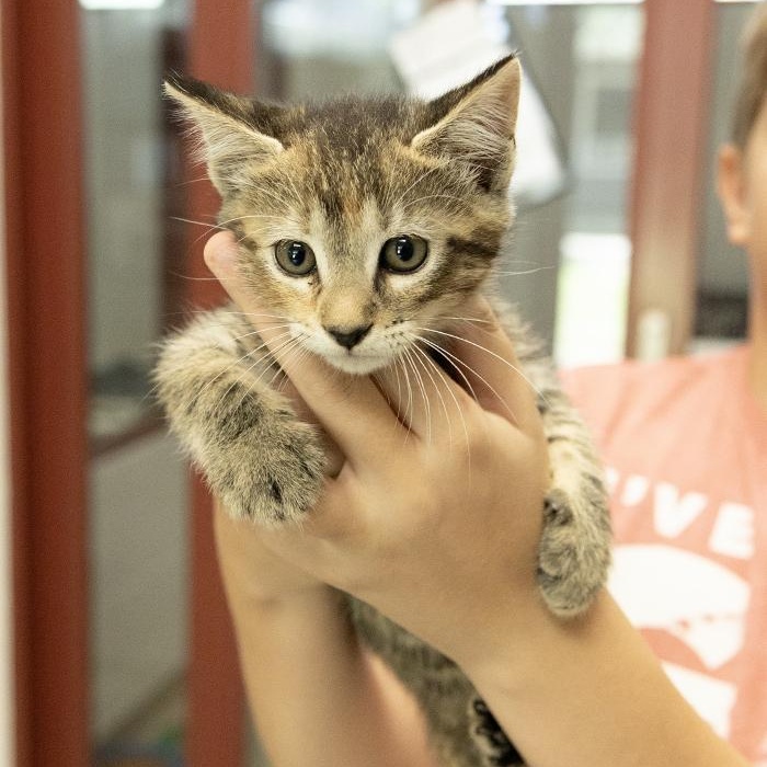 Nami, an adopted Domestic Short Hair in Slidell, LA image 2/2