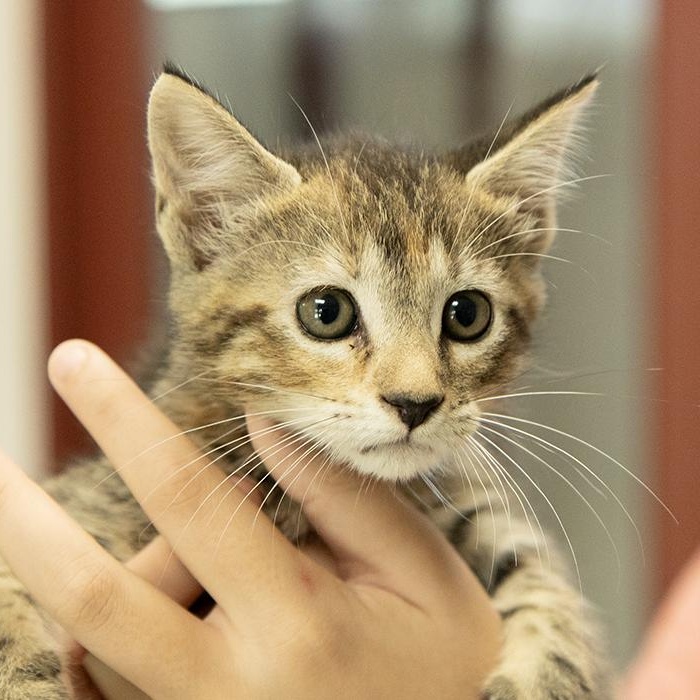 Nami, an adopted Domestic Short Hair in Slidell, LA image 1/2