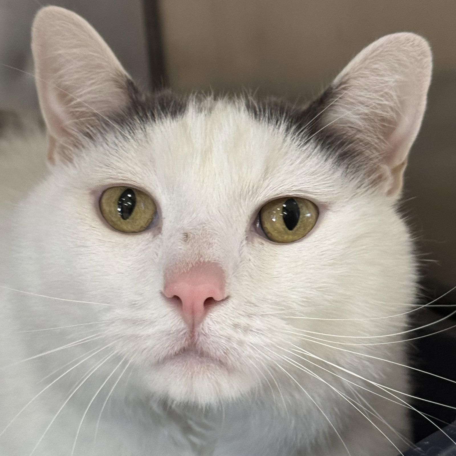 Sourdough, Adoptable, Adult Male Domestic Short Hair.