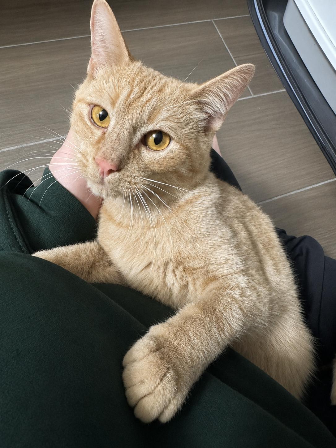 Georgie, a ADOPTABLE Domestic Short Hair in Woodbridge, VA image 1/2