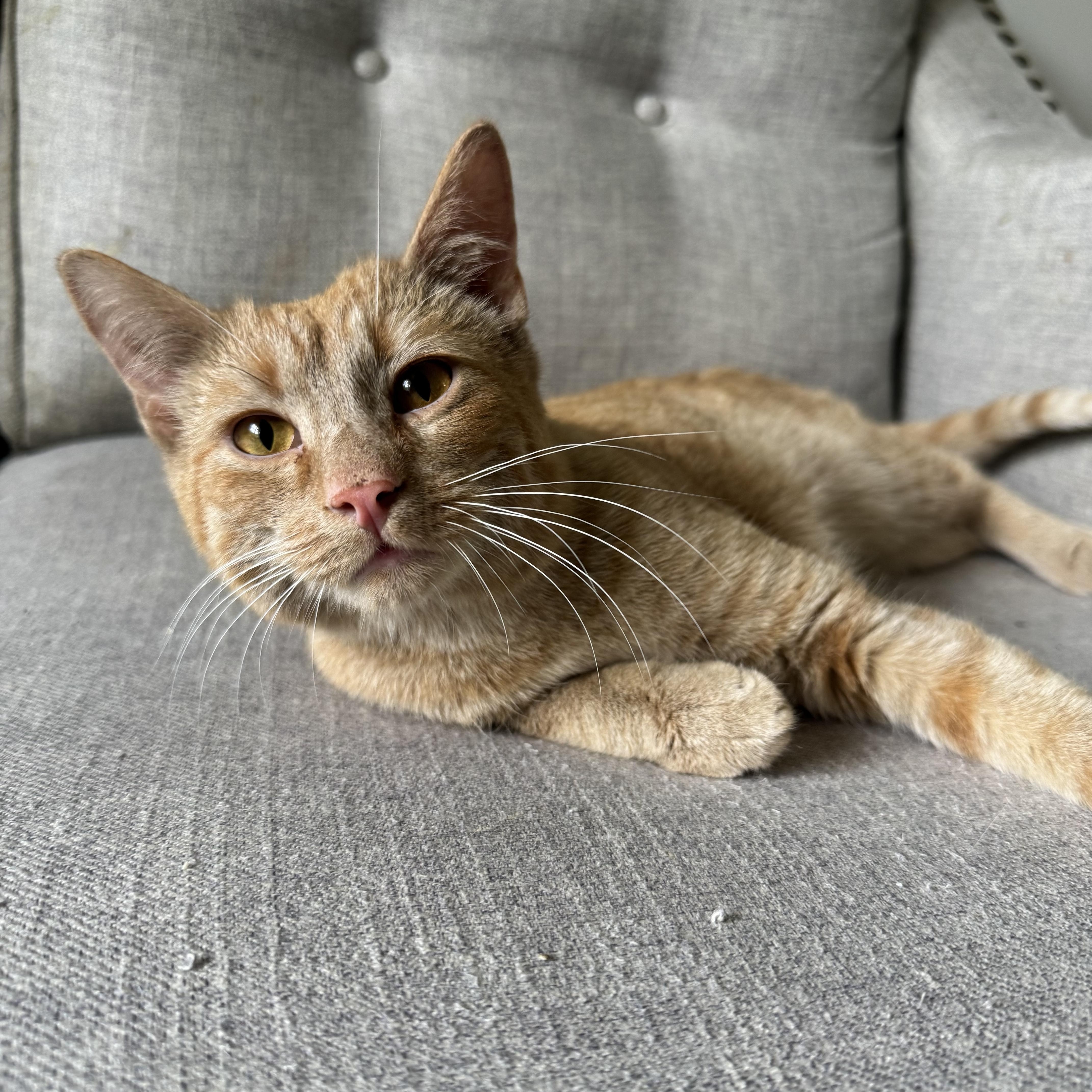 Georgie, a ADOPTABLE Domestic Short Hair in Woodbridge, VA image 2/2