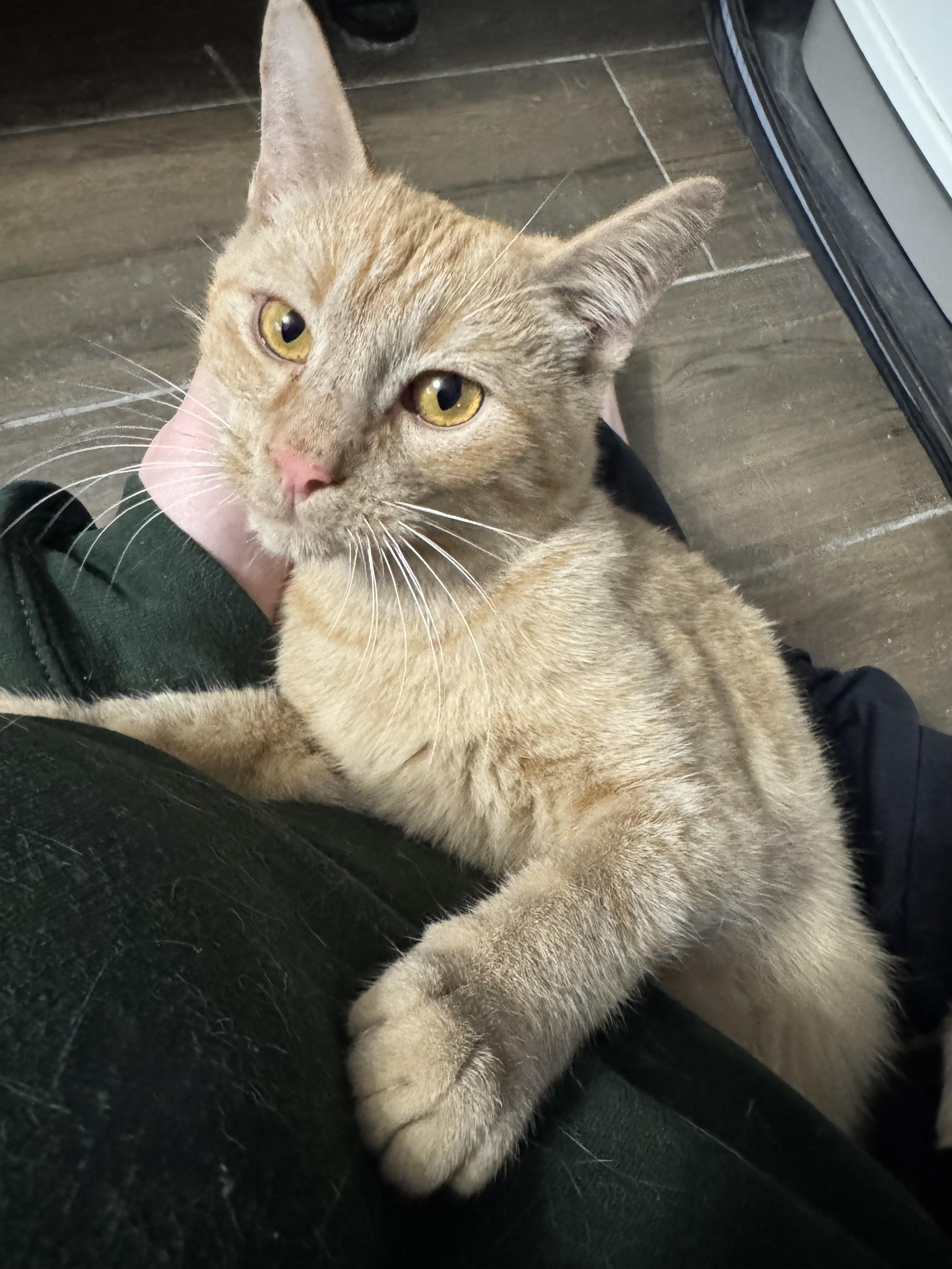 Georgie, ADOPTABLE, Young Male Domestic Short Hair.