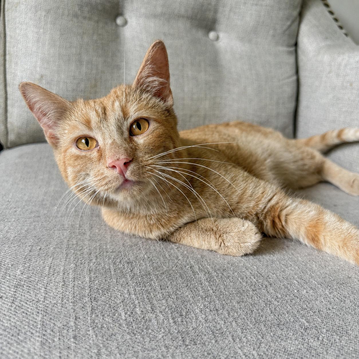 Georgie, a ADOPTABLE Domestic Short Hair in Woodbridge, VA image 2/2