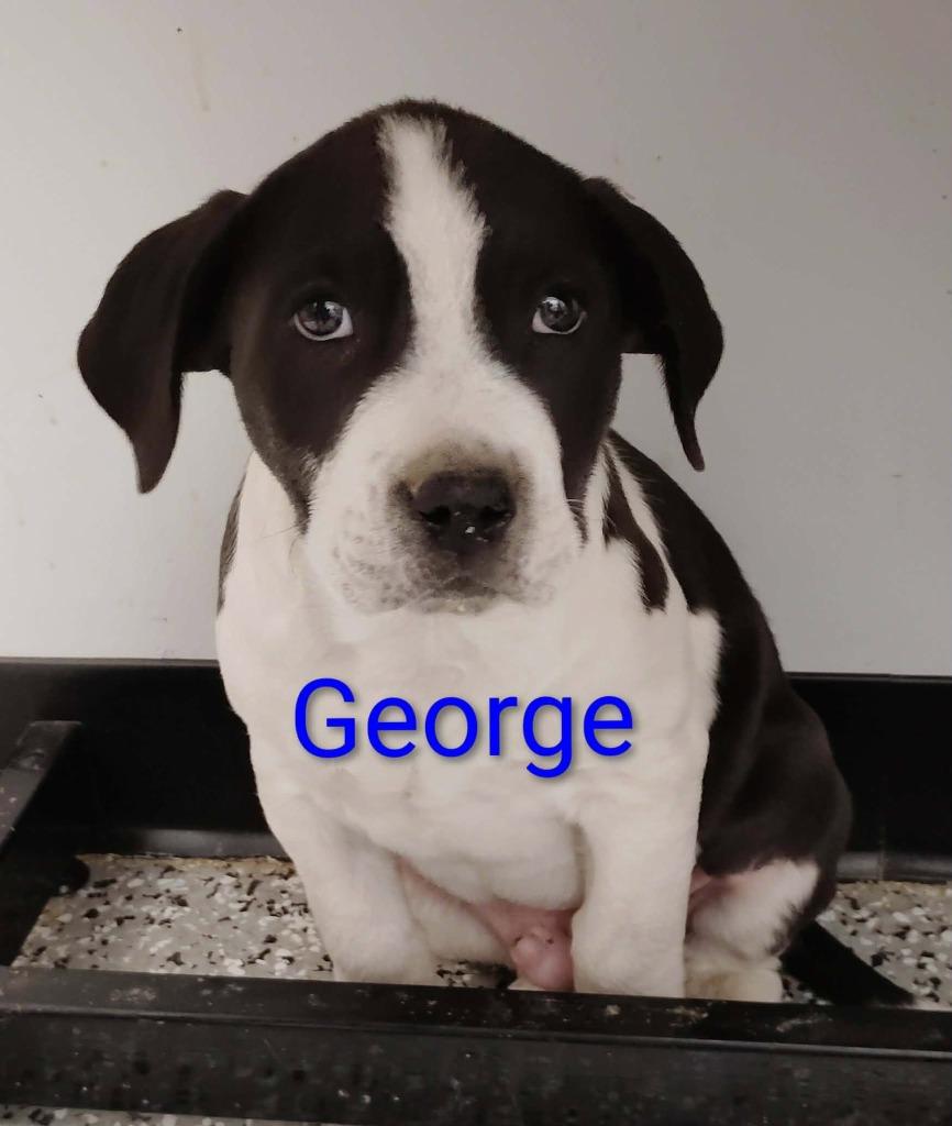 Enlarge George, a Adoptable mixed breed in Republic, MO image 1/1