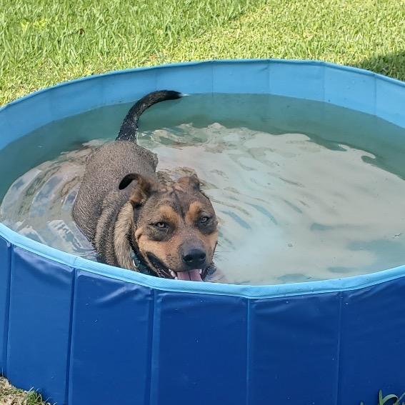 Enlarge Toby, a Adoptable American Staffordshire Terrier in Webster, TX image 2/5