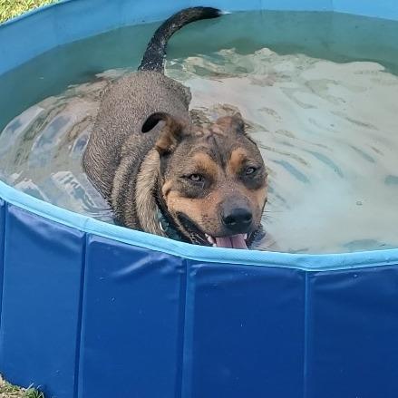 Enlarge Toby, a Adoptable American Staffordshire Terrier in Webster, TX image 2/5