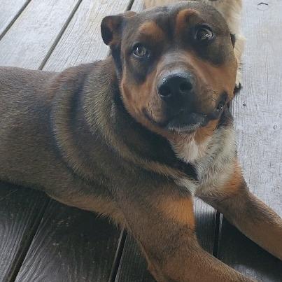 Enlarge Toby, a Adoptable American Staffordshire Terrier in Webster, TX image 3/5