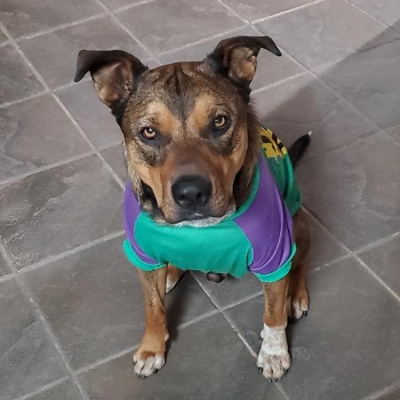 Toby, Adoptable, Adult Male American Staffordshire Terrier.