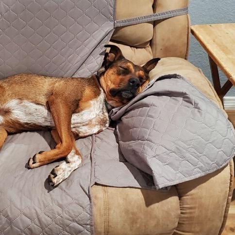 Enlarge Toby, a Adoptable American Staffordshire Terrier in Webster, TX image 4/5